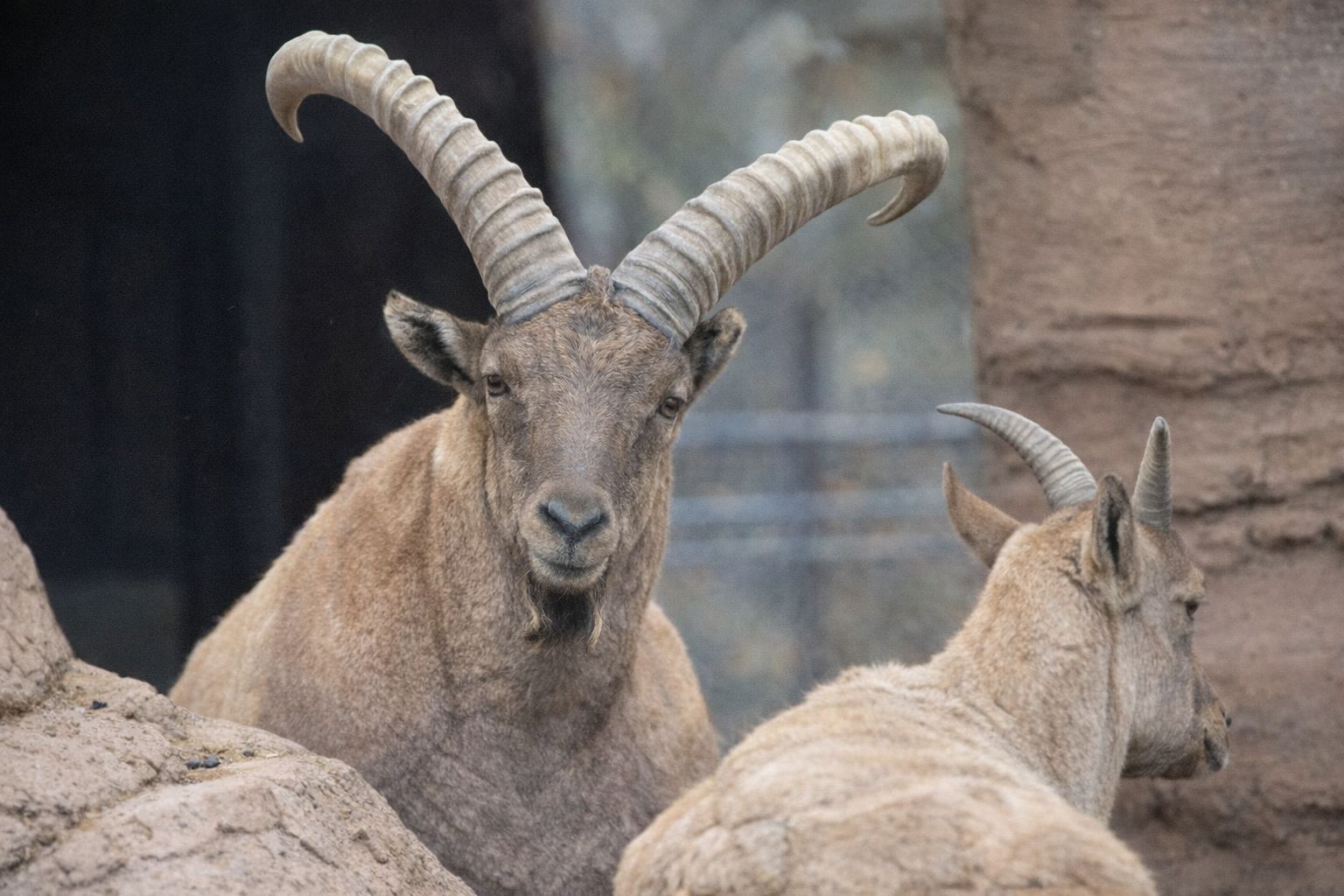 En fjellgeit med store horn ser rett mot kamera i steinete terreng.
